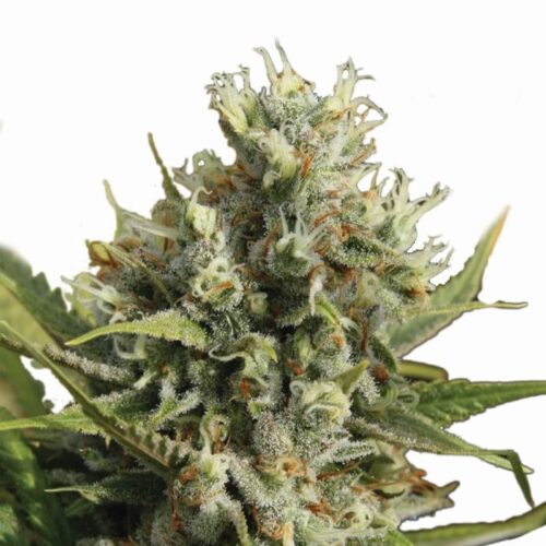 Amnesia Auto Feminised Seeds - 5