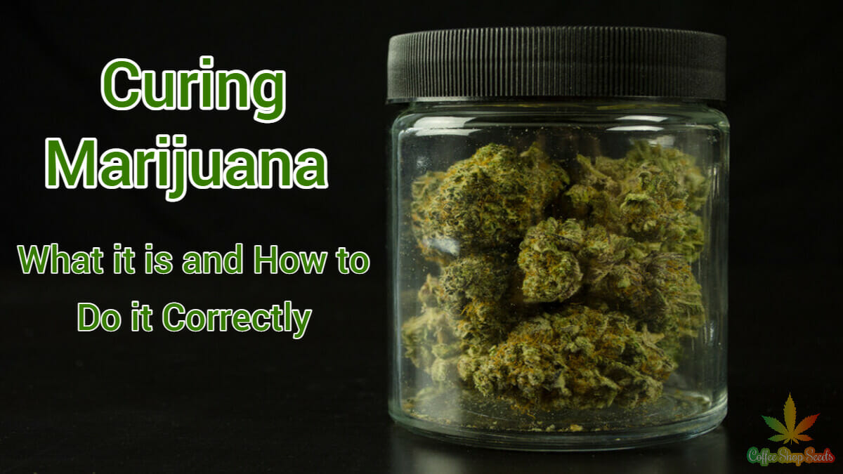 Curing Marijuana