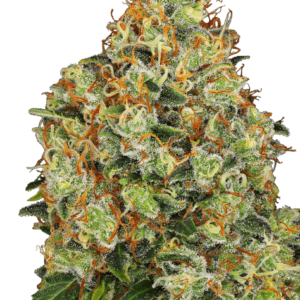 Sweet Tangerine Tango Auto Feminised Cannabis Seeds by White Label Seed Company