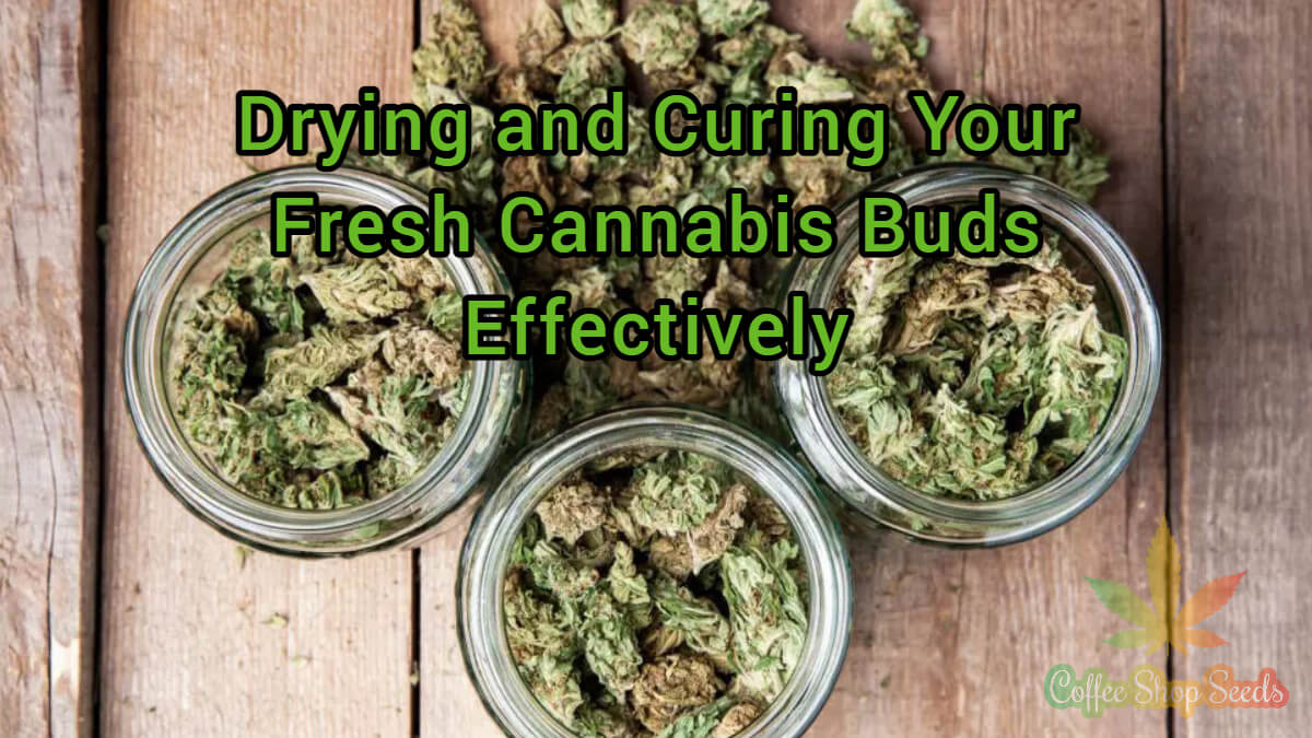 The Lowdown on Drying and Curing Your Fresh Cannabis Buds Effectively