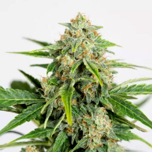 Amnesia Pure CBD Auto Feminised Seeds