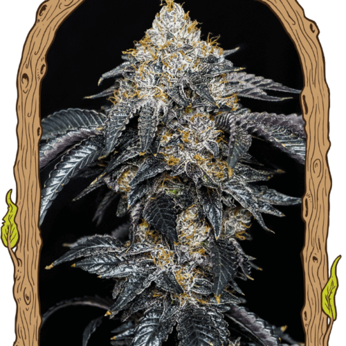Quicklato Sherbet Feminised Seeds