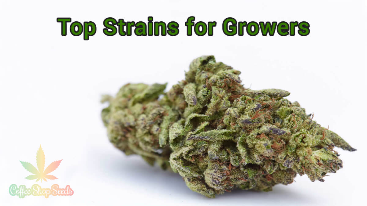 Cannabis 101 – The Top Strains for Growers