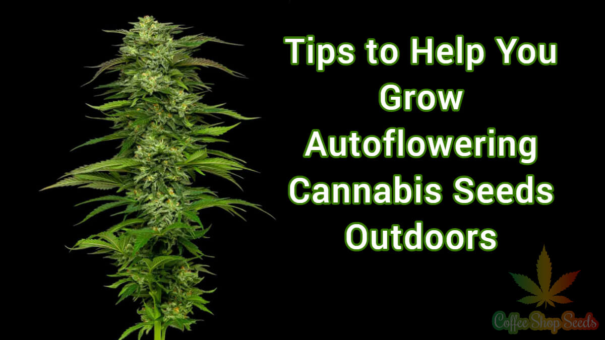 Tips to Help You Grow Autoflowering Cannabis Seeds Outdoors