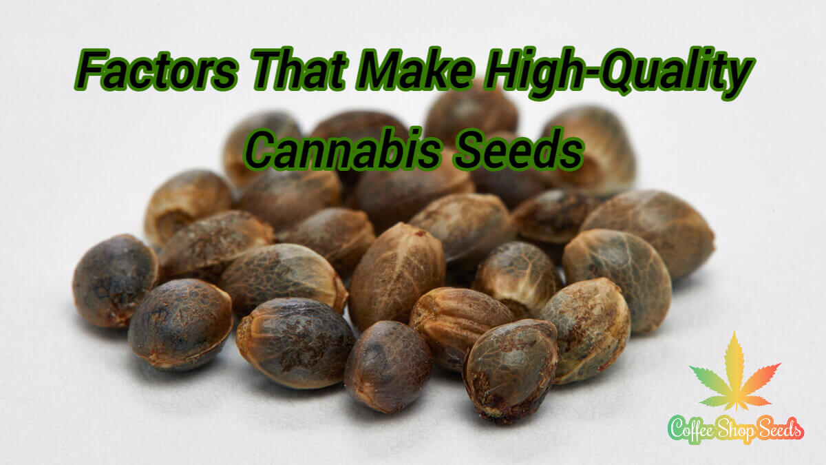 Factors That Make High-Quality Cannabis Seeds