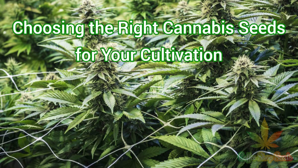 Choosing the Right Cannabis Seeds for Your Cultivation Goals