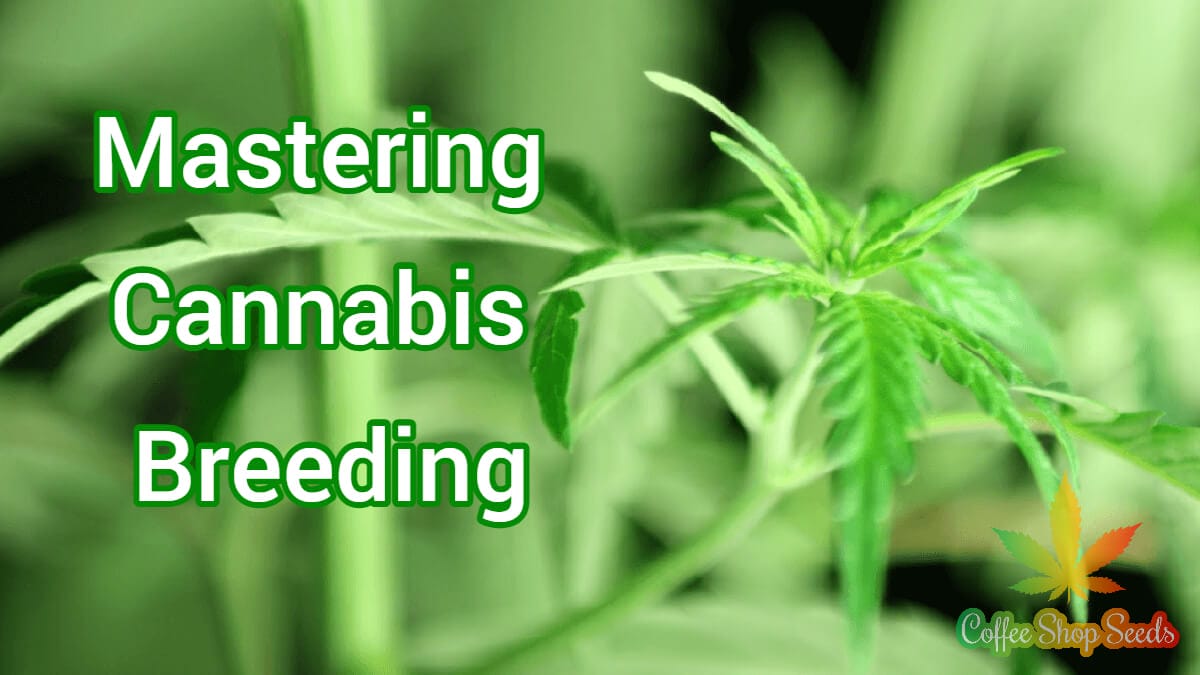 Mastering Cannabis Breeding: Techniques, Valuable Tips, and Crafting One-of-a-Kind Strains