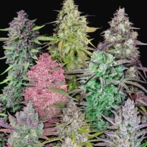 Fastbuds Mixed Pack Auto Feminised Cannabis Seeds by FastBuds