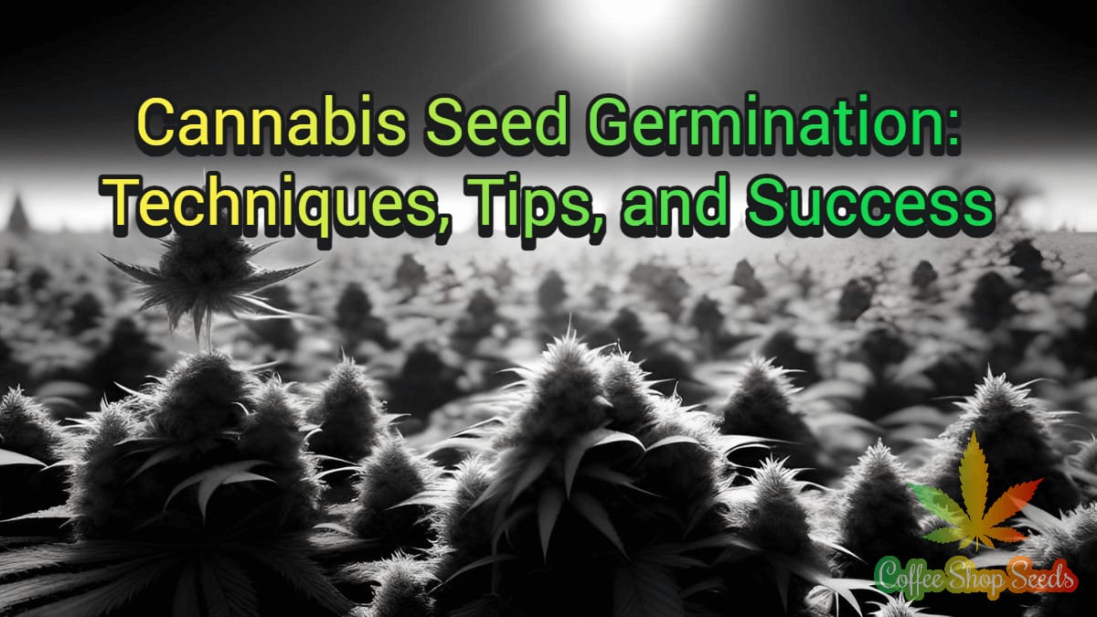 Cannabis Seed Germination: Techniques, Tips, and Success