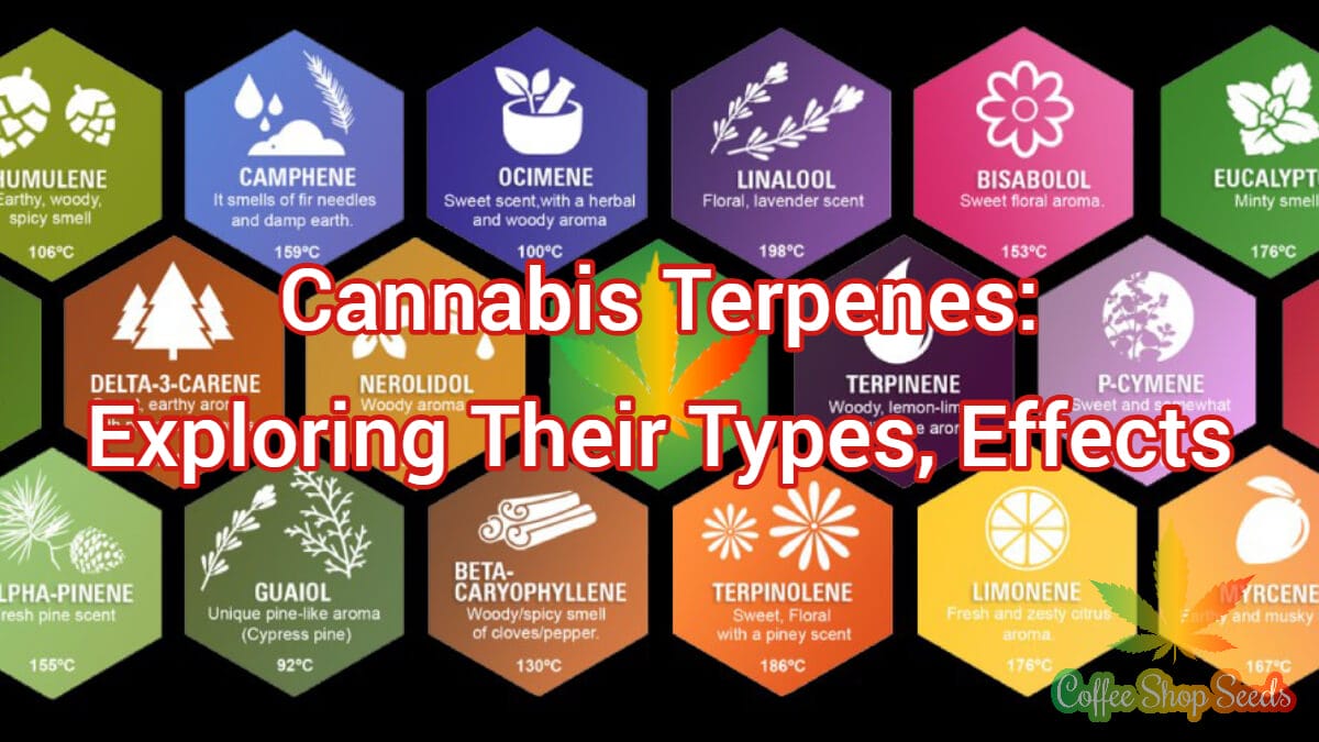 Cannabis Terpenes: Exploring Their Types, Effects, and Role in the Entourage Effect