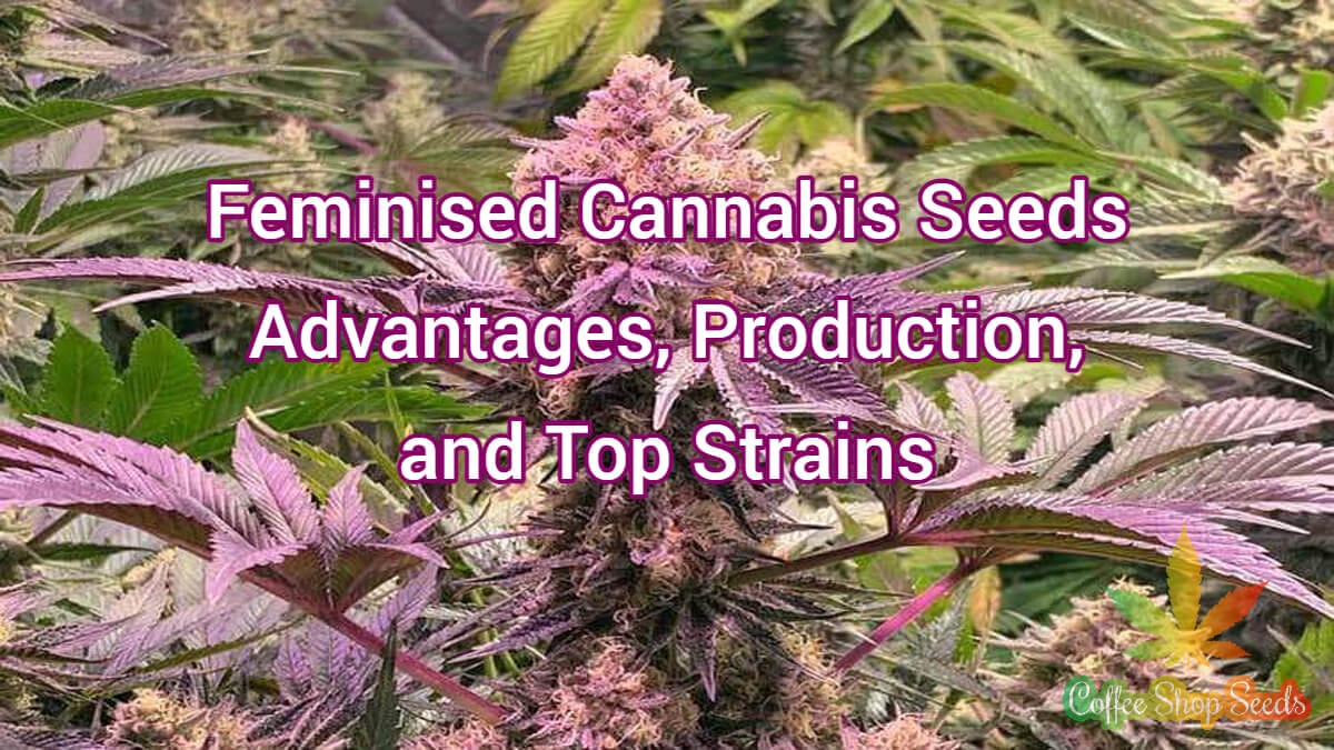 Feminised Cannabis Seeds
