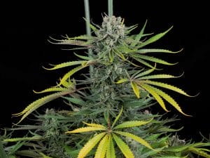 Papi Chulo OG feminised seeds