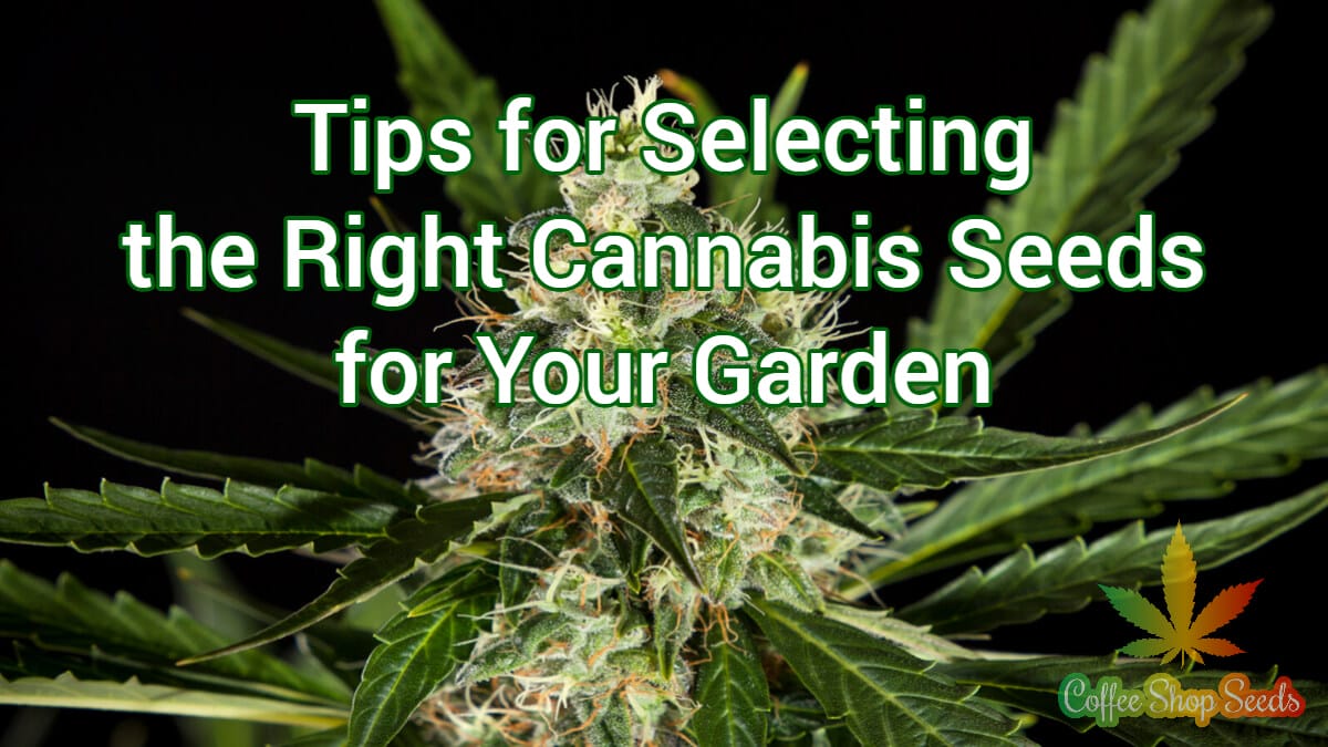 Tips for Selecting the Right Cannabis Seeds for Your Garden