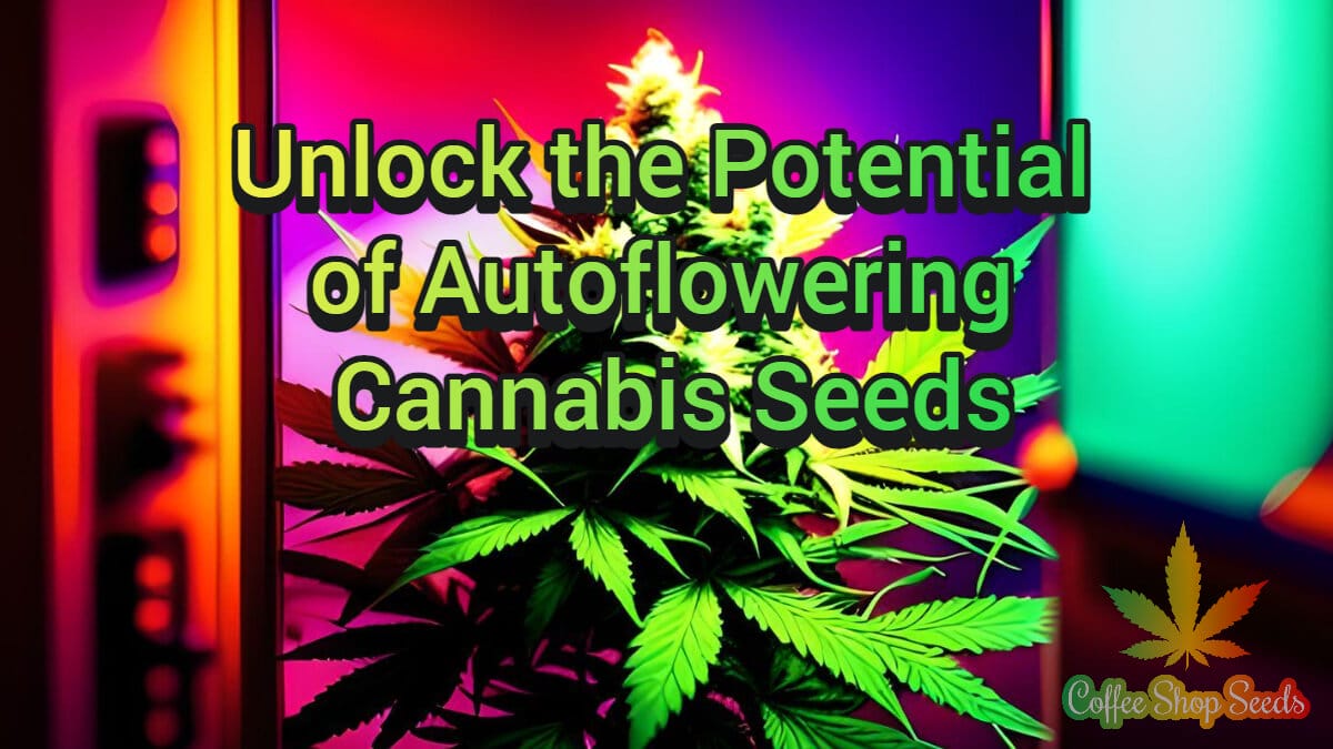 Unlock the Potential of Autoflowering Cannabis Seeds