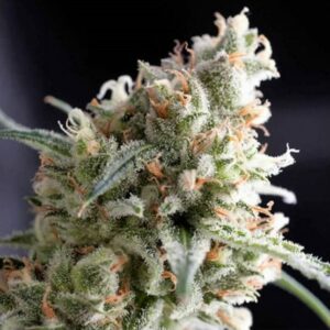 Kukulkan Feminised Cannabis Seeds by Pyramid Seeds