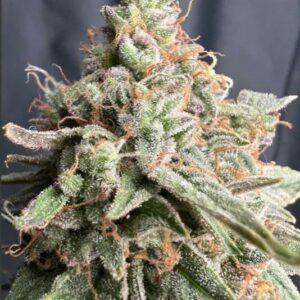 Zookies Auto Feminised Cannabis Seeds by Lineage Genetics