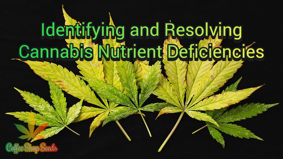 Identifying and Resolving Cannabis Nutrient Deficiencies