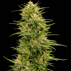 The Don CBD Feminised Cannabis Seeds by Trilogene Seeds