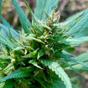 Variegated Delight Regular Cannabis Seeds by TerpyZ Mutant Genetics