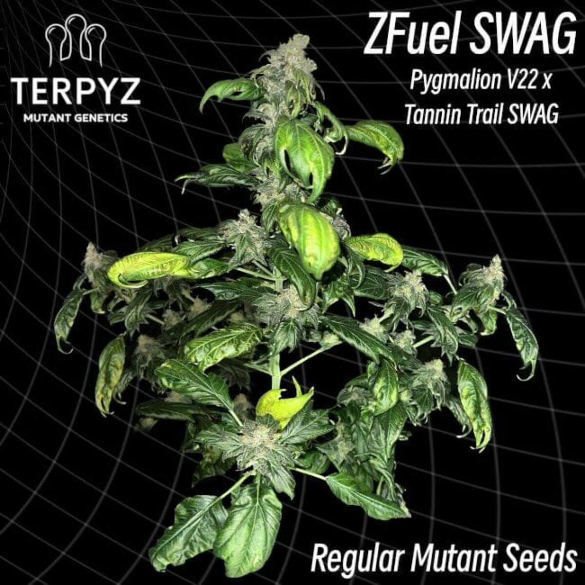 Zfuel Swag Regular - TerpyZ Mutant Genetics - Cannabis Seeds