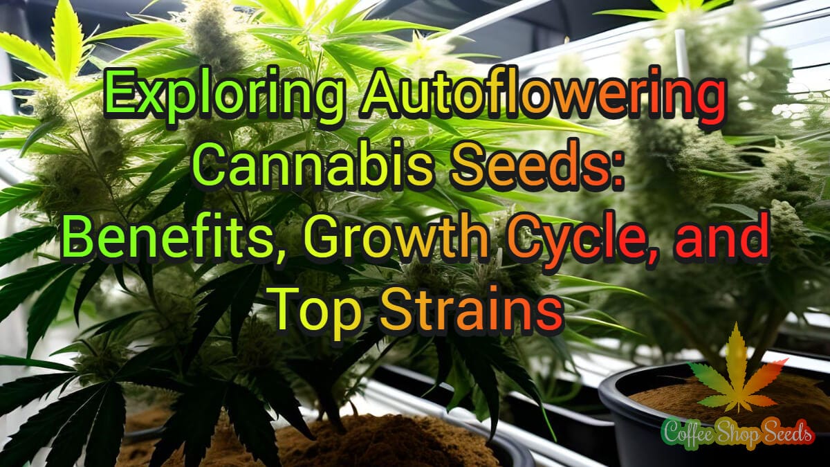 Exploring Autoflowering Cannabis Seeds: Benefits, Growth Cycle, and Top Strains