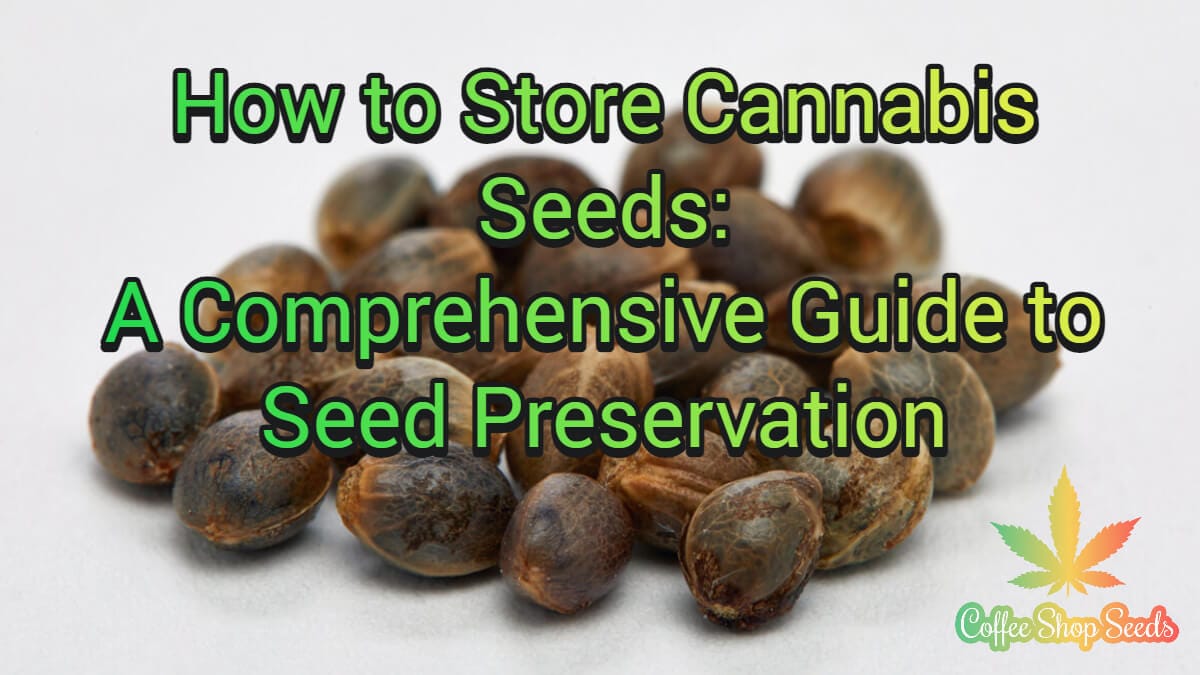 How to Store Cannabis Seeds: A Comprehensive Guide to Seed Preservation