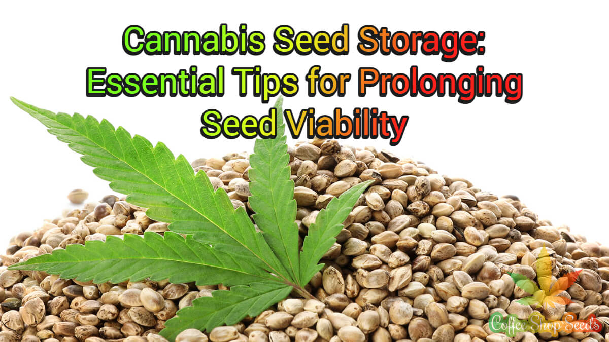 Mastering Cannabis Seed Storage: Essential Tips for Prolonging Seed Viability