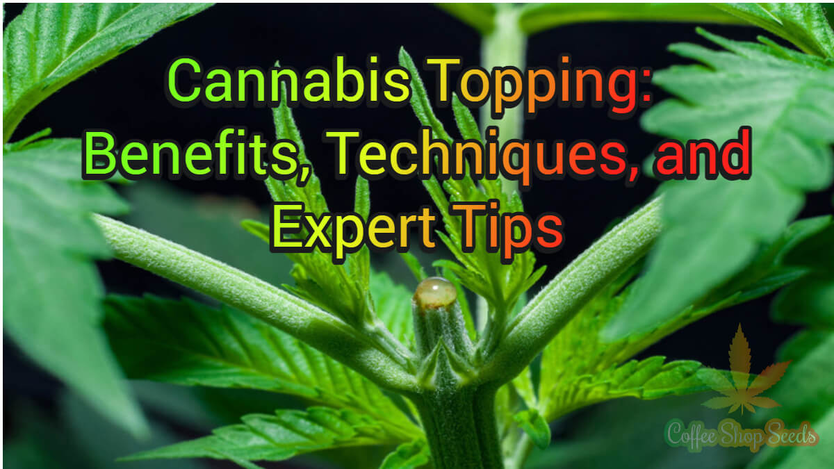 Cannabis Topping: Unearth the Benefits, Techniques, and Expert Tips