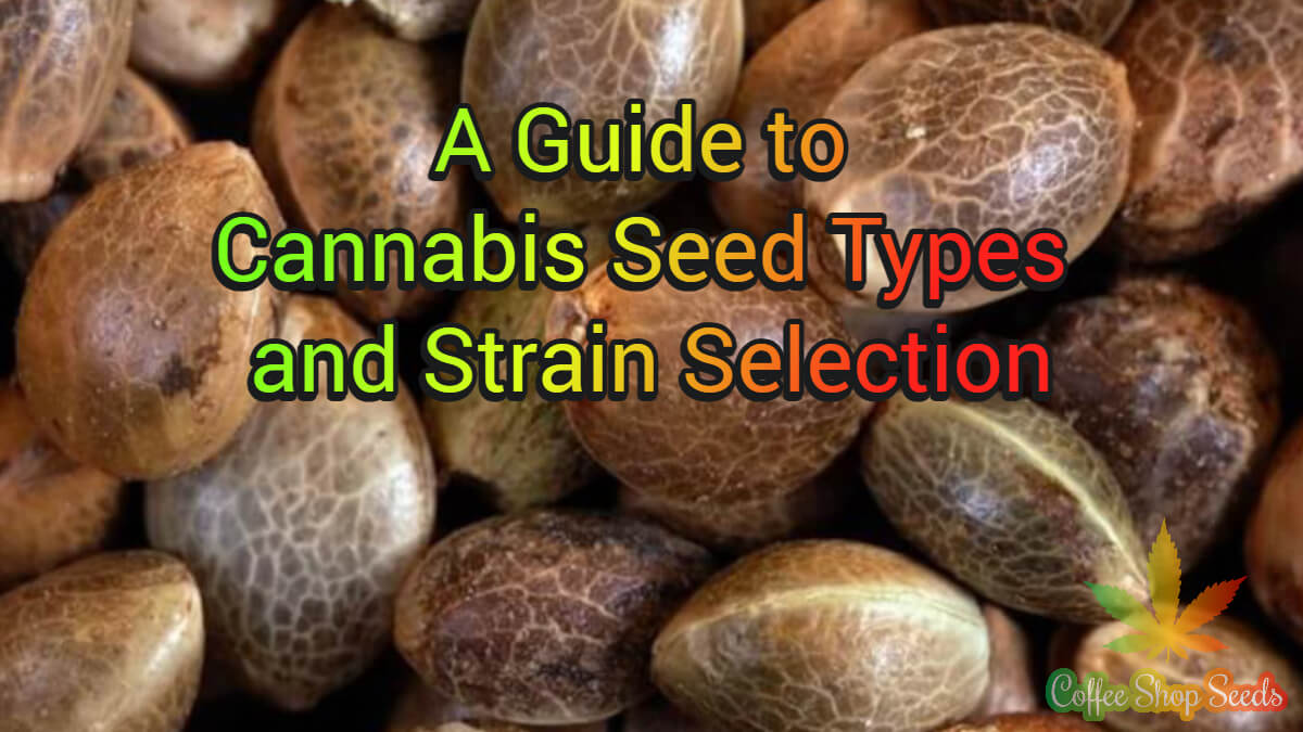 Start Your Cultivation Journey: A Guide to Cannabis Seed Types and Strain Selection