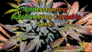 Understanding Autoflowering Cannabis Seeds: A Guide to Their Benefits and Growing Techniques
