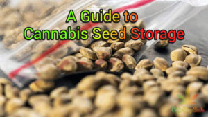 Cannabis Seed Storage: Tips and Tricks for Preserving Seed Quality and Viability